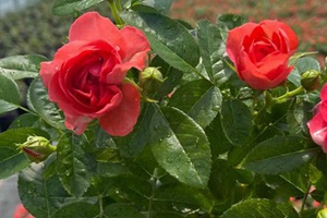 十大公認(rèn)香氣最好月季排名榜